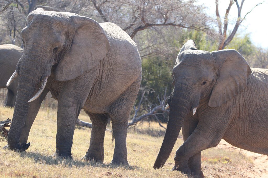 Mabula Newsletter October 2024 019 Mabula Newsletter October 2024 019
