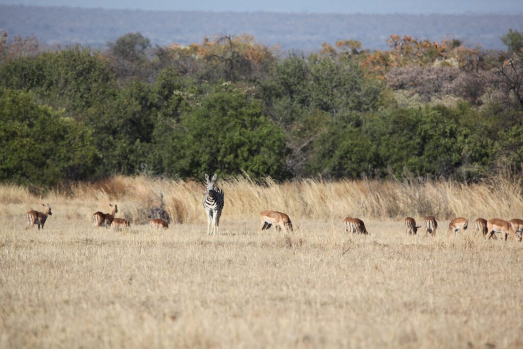 Mabula Newsletter October 2024 035 Mabula Newsletter October 2024 035