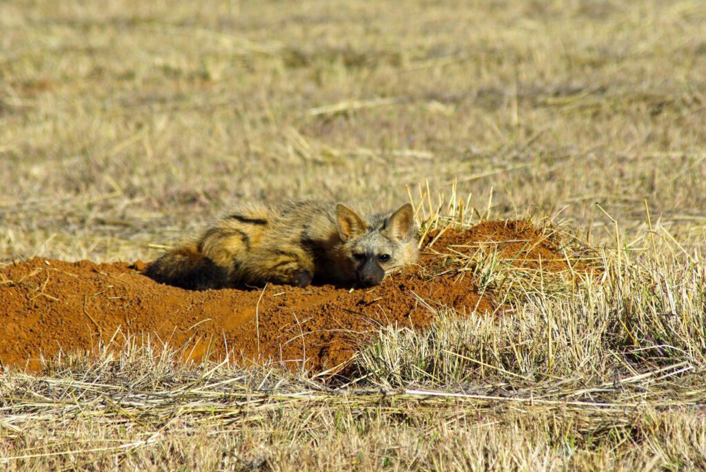 Mabula Game Lodge News August Mabula Game Lodge News August