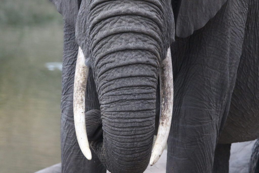 Mabula Game Lodge News August Mabula Game Lodge News August