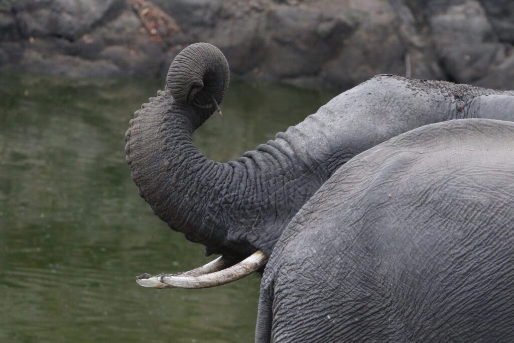 Mabula Game Lodge News August Mabula Game Lodge News August