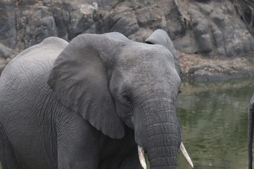 Mabula Game Lodge News August Mabula Game Lodge News August