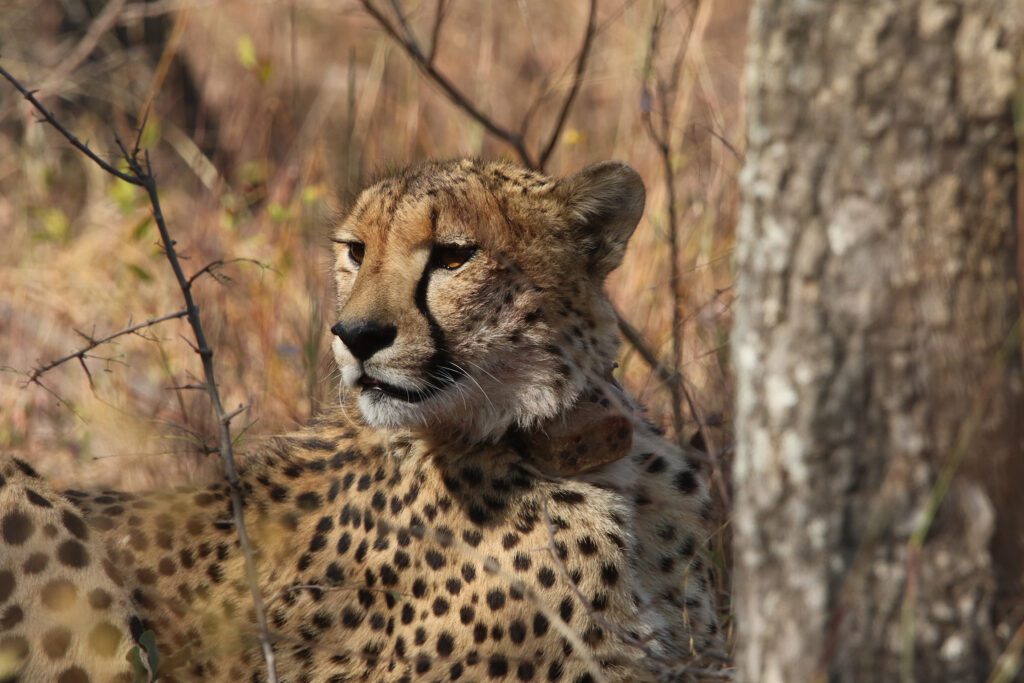 Mabula Game Lodge News August Mabula Game Lodge News August