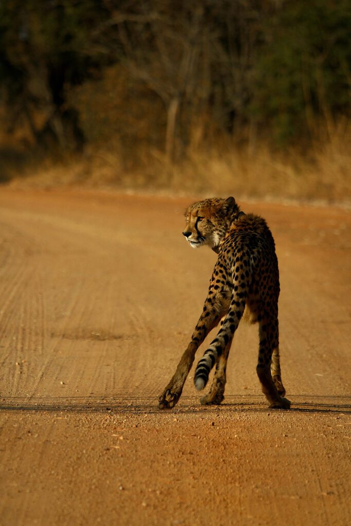 Mabula Game Lodge News August Mabula Game Lodge News August