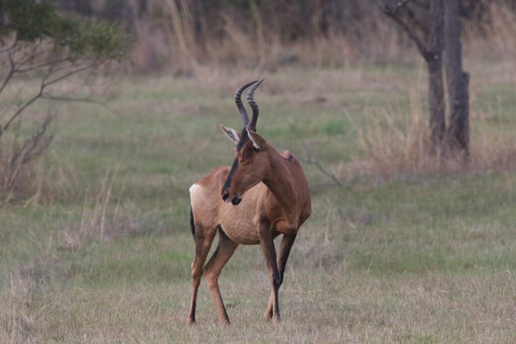 Mabula Game Lodge News August Mabula Game Lodge News August