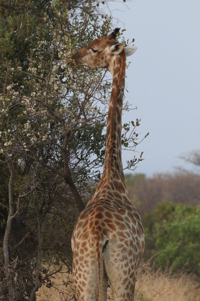Mabula Game Lodge News August Mabula Game Lodge News August