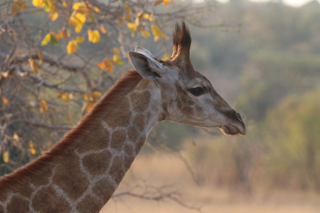 Mabula Game Lodge News August Mabula Game Lodge News August