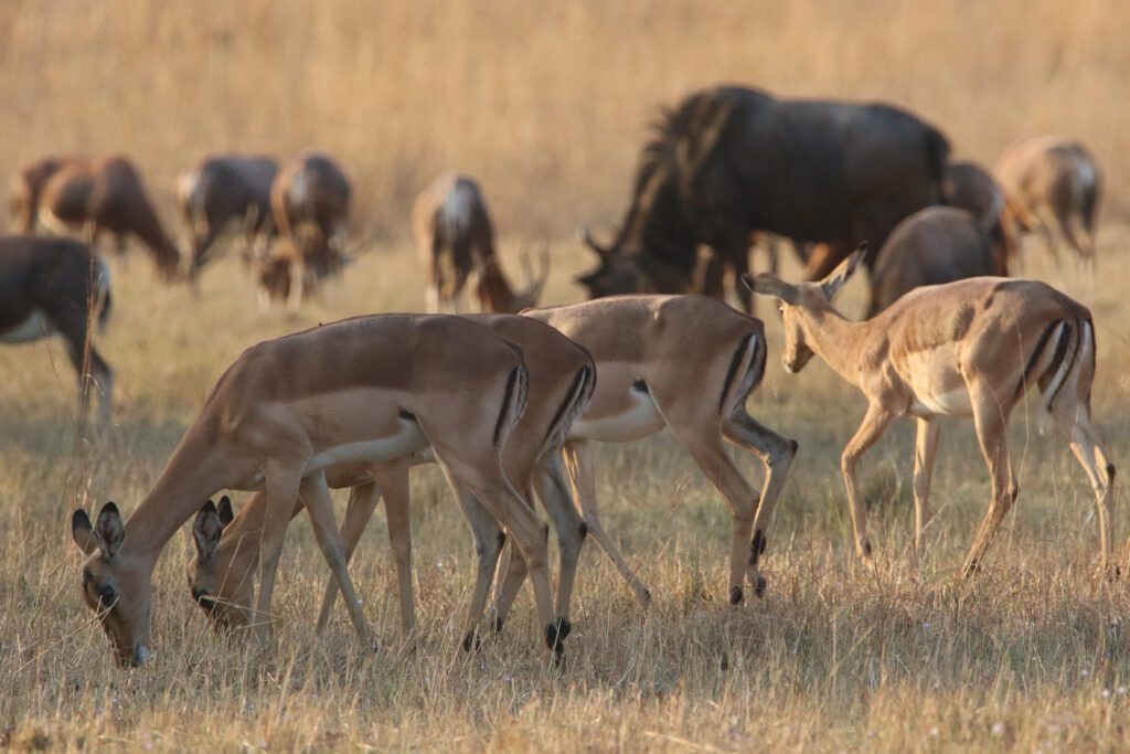 Mabula Game Lodge News August Mabula Game Lodge News August