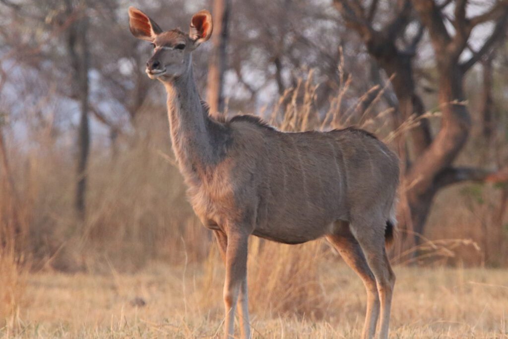 Mabula Game Lodge News August Mabula Game Lodge News August