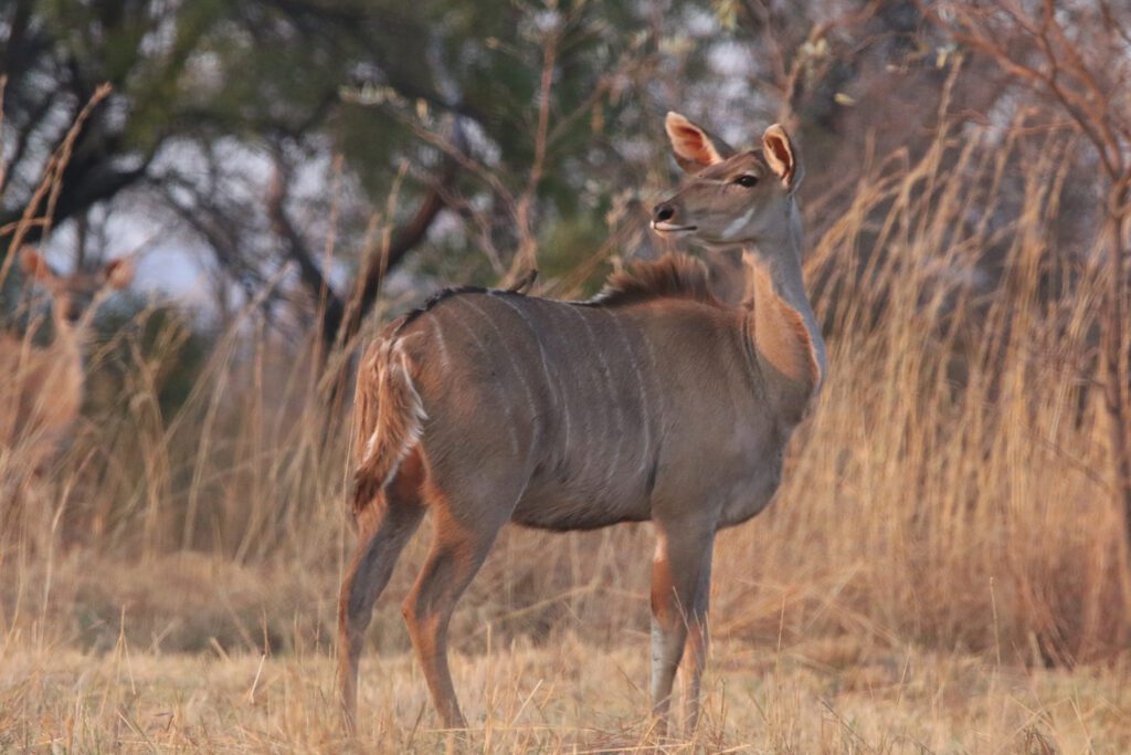 Mabula Game Lodge News August Mabula Game Lodge News August