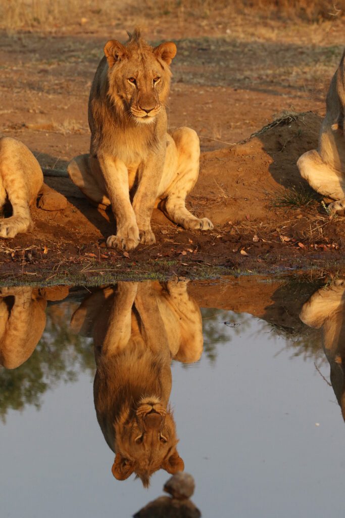 Mabula Game Lodge News August Mabula Game Lodge News August