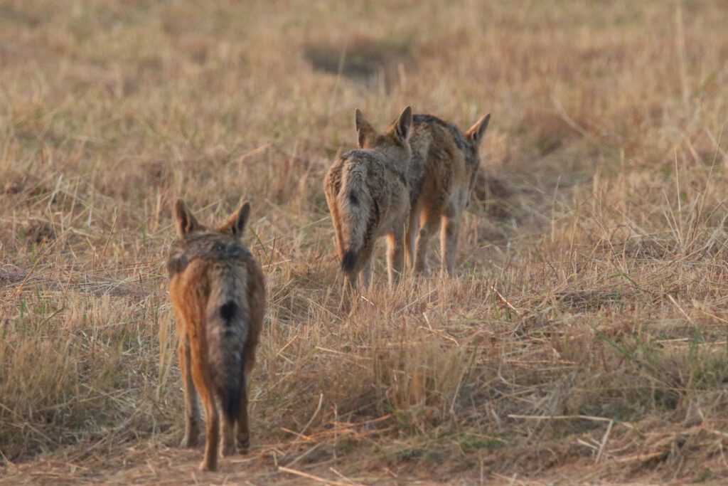 Mabula Game Lodge News August Mabula Game Lodge News August