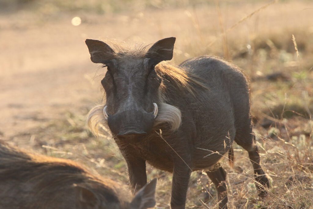 Mabula Game Lodge News August Mabula Game Lodge News August