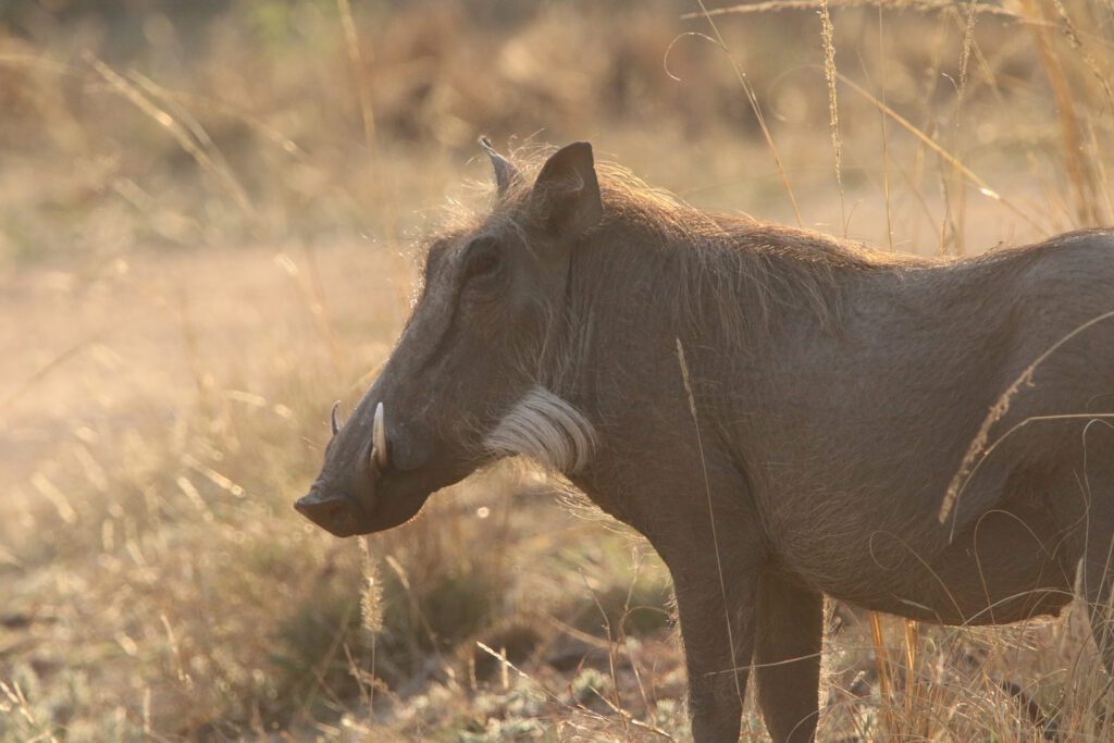 Mabula Game Lodge News August Mabula Game Lodge News August