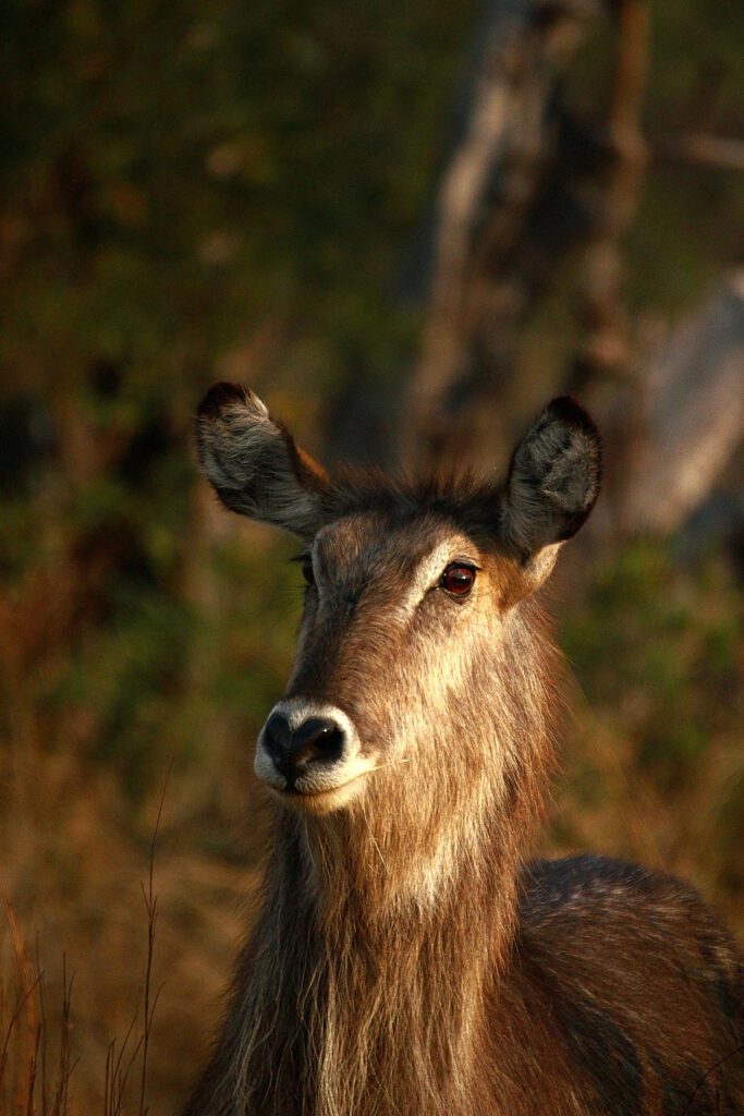 Mabula Game Lodge News August Mabula Game Lodge News August
