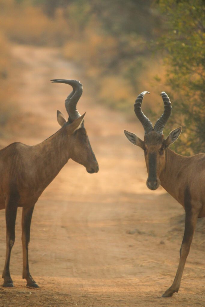 Mabula Game Lodge News August Mabula Game Lodge News August