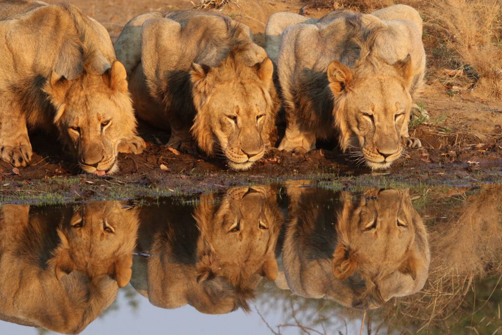 Mabula Game Lodge News August Mabula Game Lodge News August