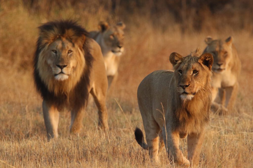Mabula Game Lodge News August Mabula Game Lodge News August