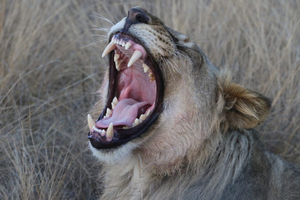 Mabula Game Lodge News August Mabula Game Lodge News August