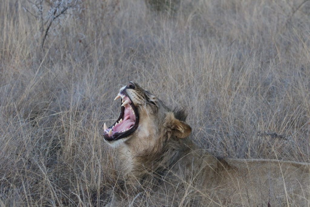 Mabula Game Lodge News August Mabula Game Lodge News August