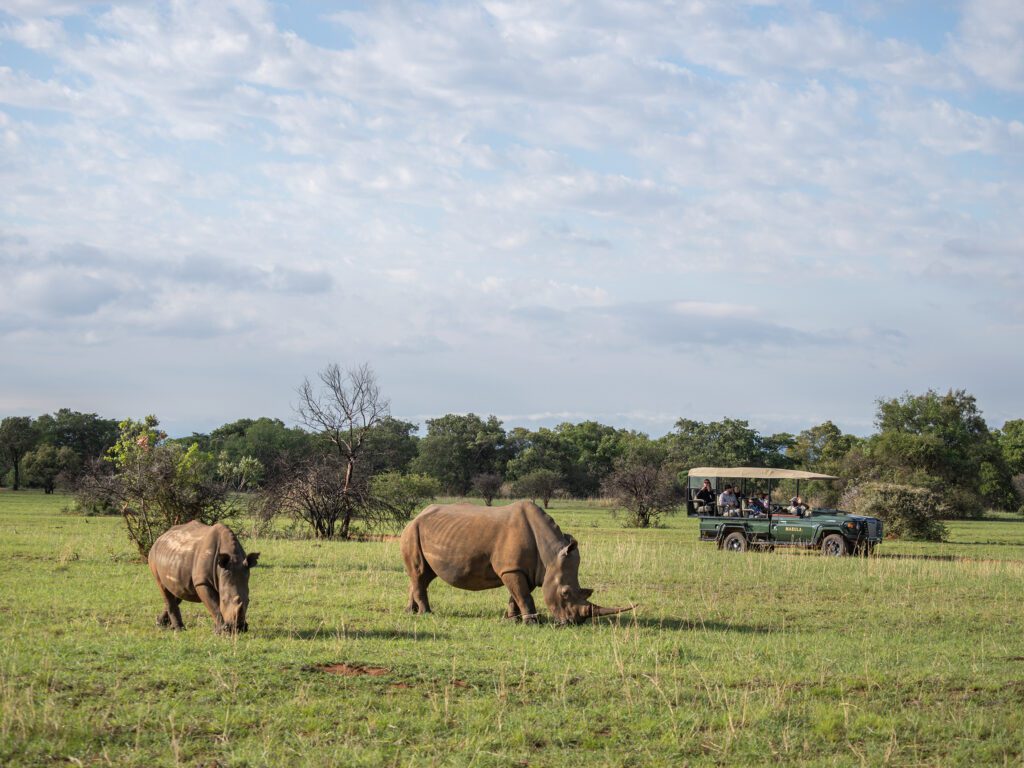 Mabula Game Lodge rhinos with safari vehicle Mabula Game Lodge rhinos with safari vehicle