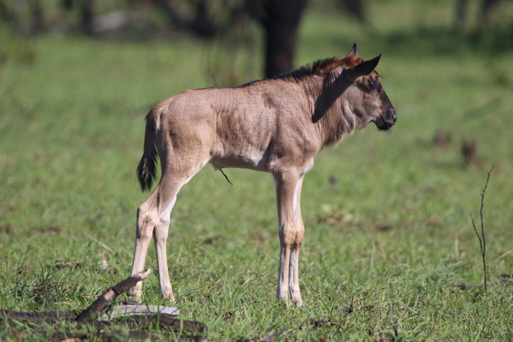 Mabula Game Lodge News Mabula Game Lodge News