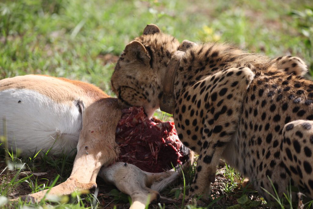 Mabula Game Lodge News Mabula Game Lodge News