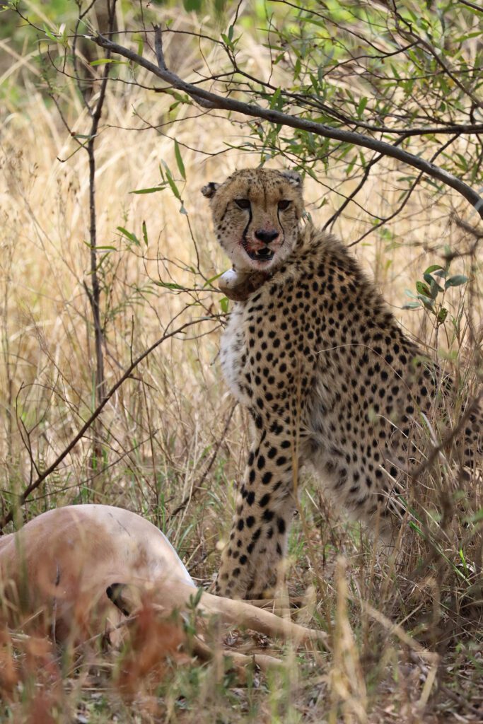 Mabula Game Lodge News Mabula Game Lodge News
