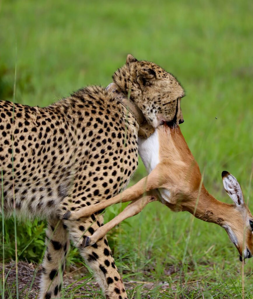 Mabula Game Lodge News Mabula Game Lodge News
