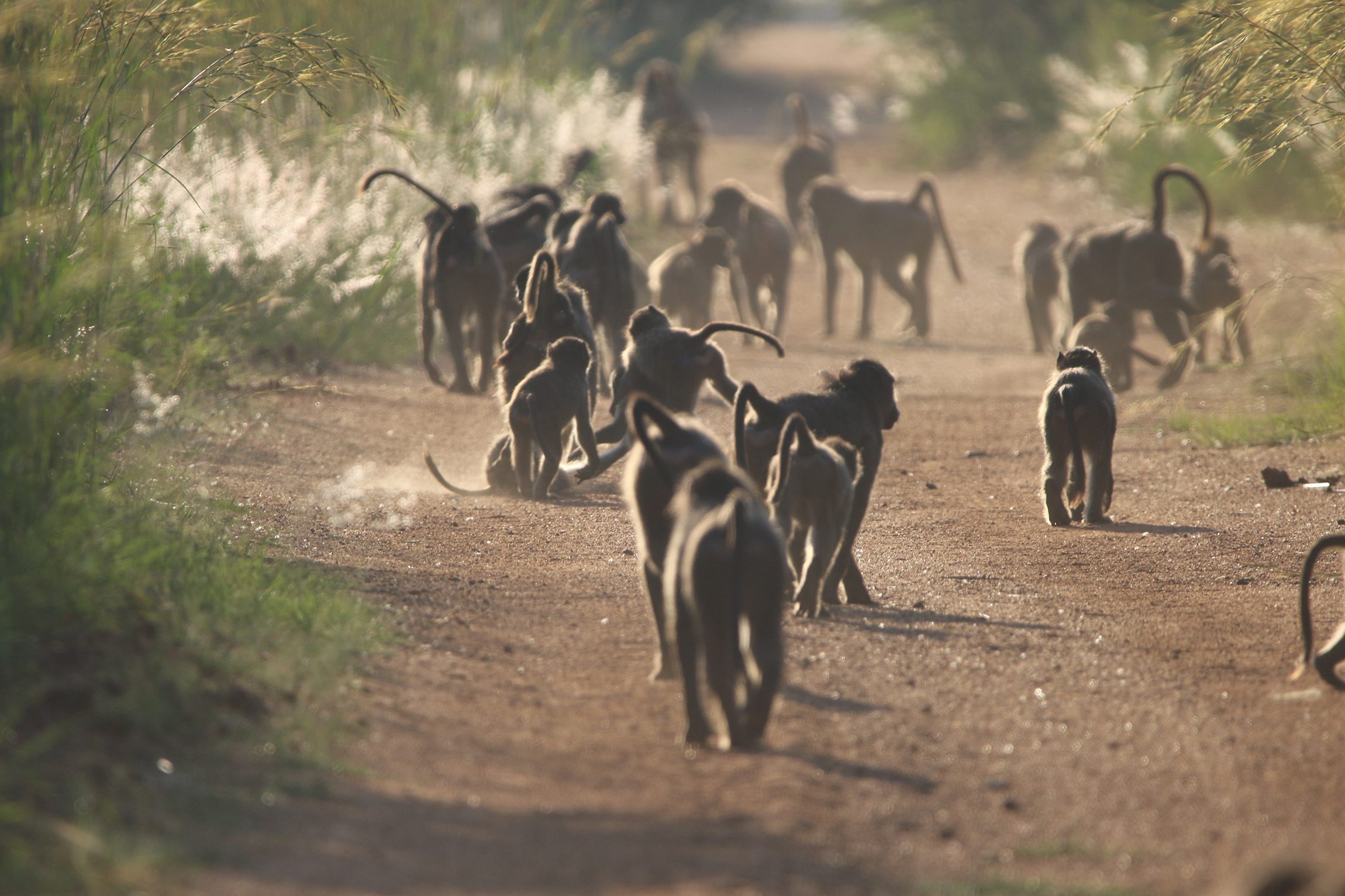 Mabula Game Lodge News