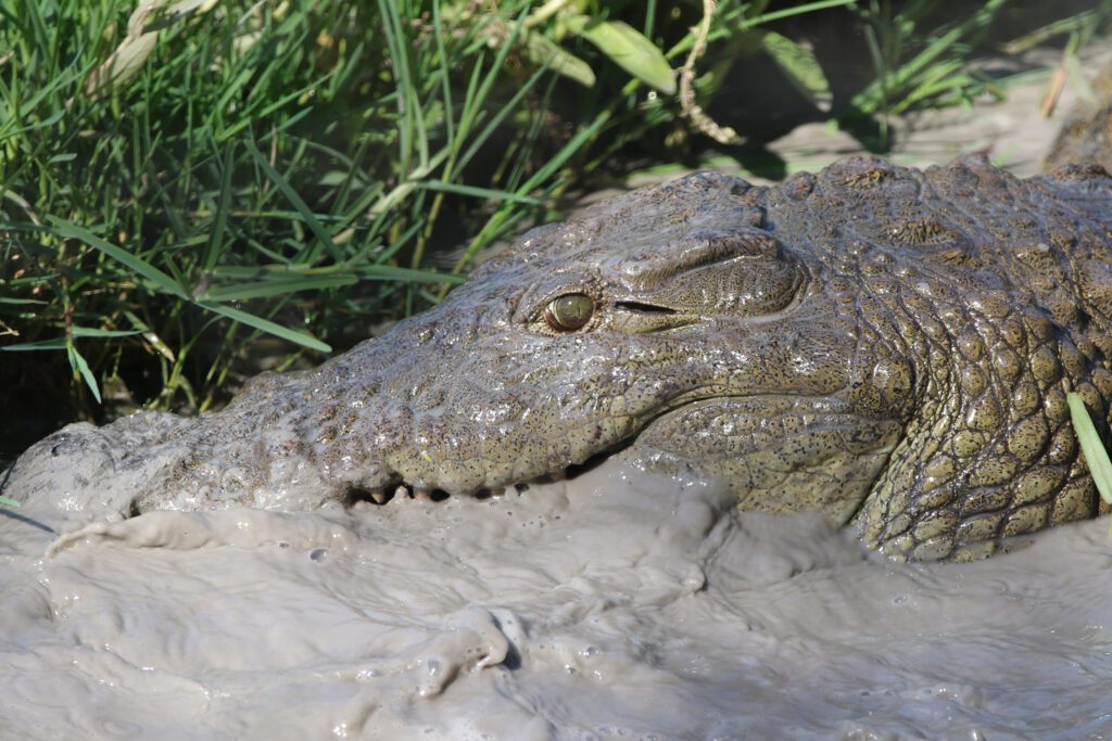 Mabula Game Lodge News Mabula Game Lodge News