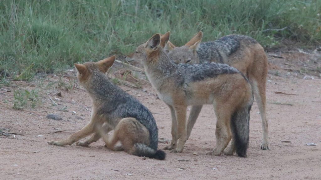 Mabula Game Lodge News Mabula Game Lodge News