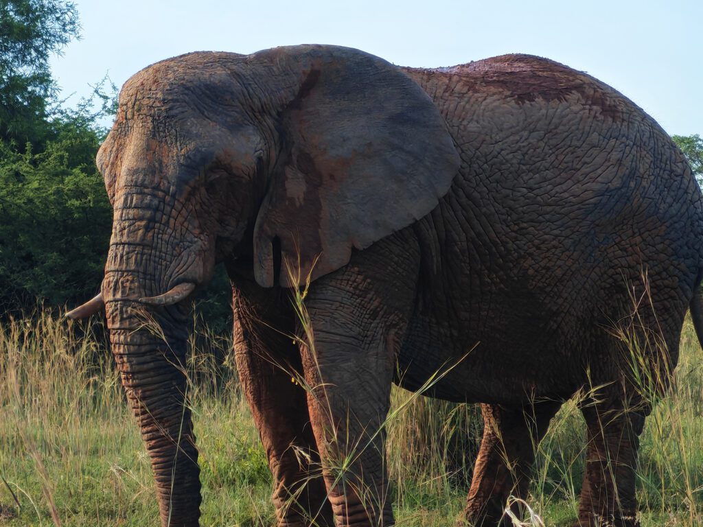 Mabula Game Lodge News Mabula Game Lodge News