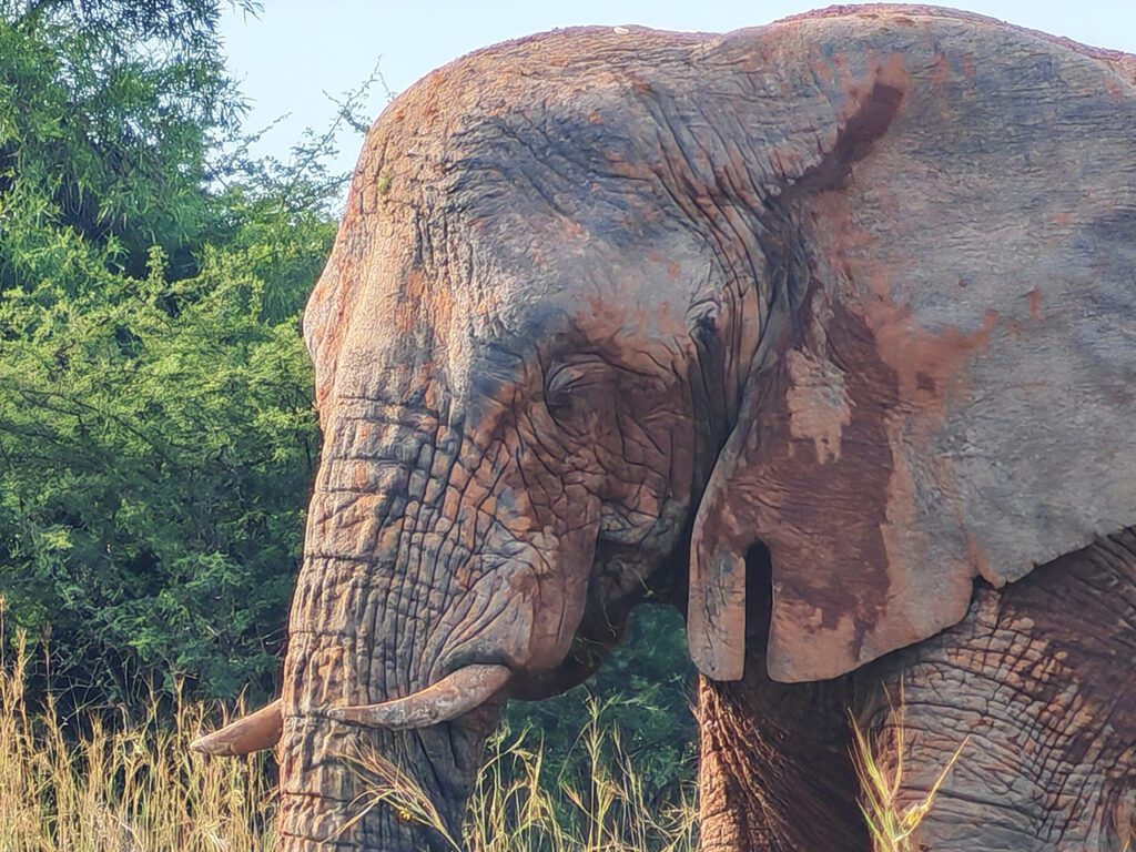 Mabula Game Lodge News Mabula Game Lodge News