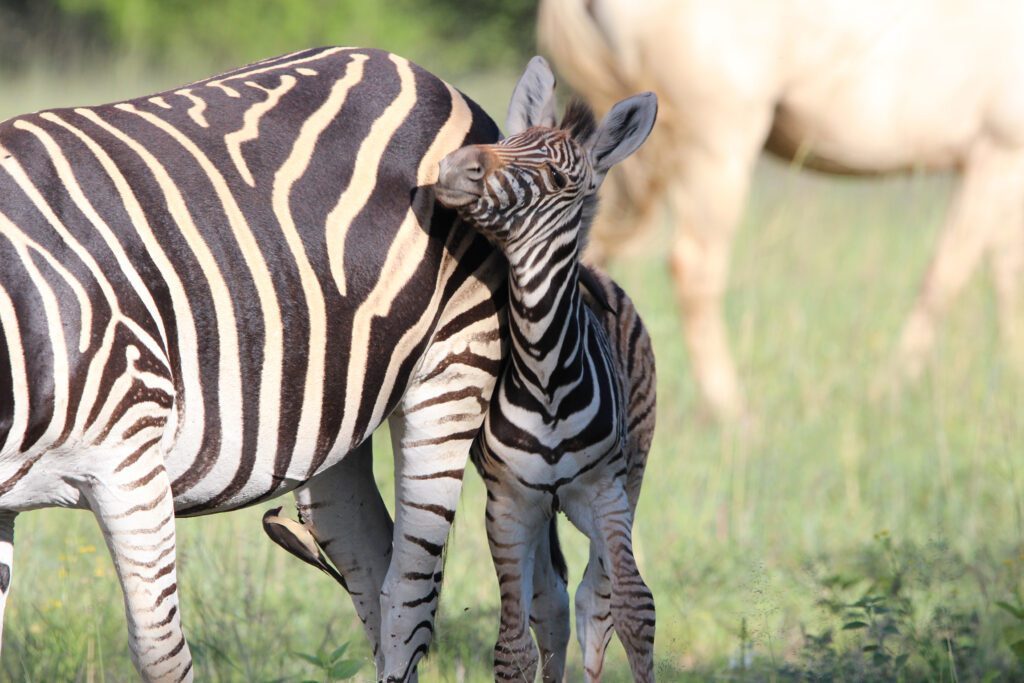 Mabula Game Lodge News Mabula Game Lodge News