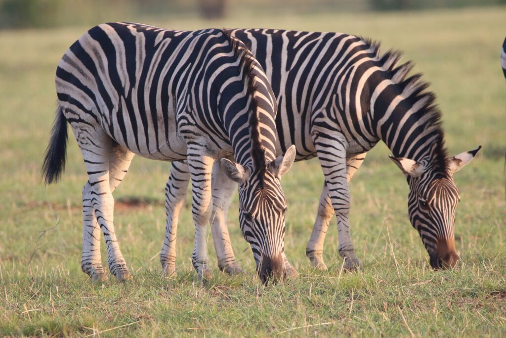 Mabula Game Lodge News Mabula Game Lodge News