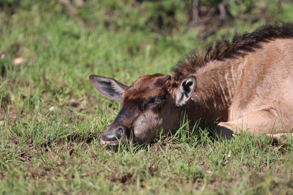 Mabula Game Lodge News Mabula Game Lodge News