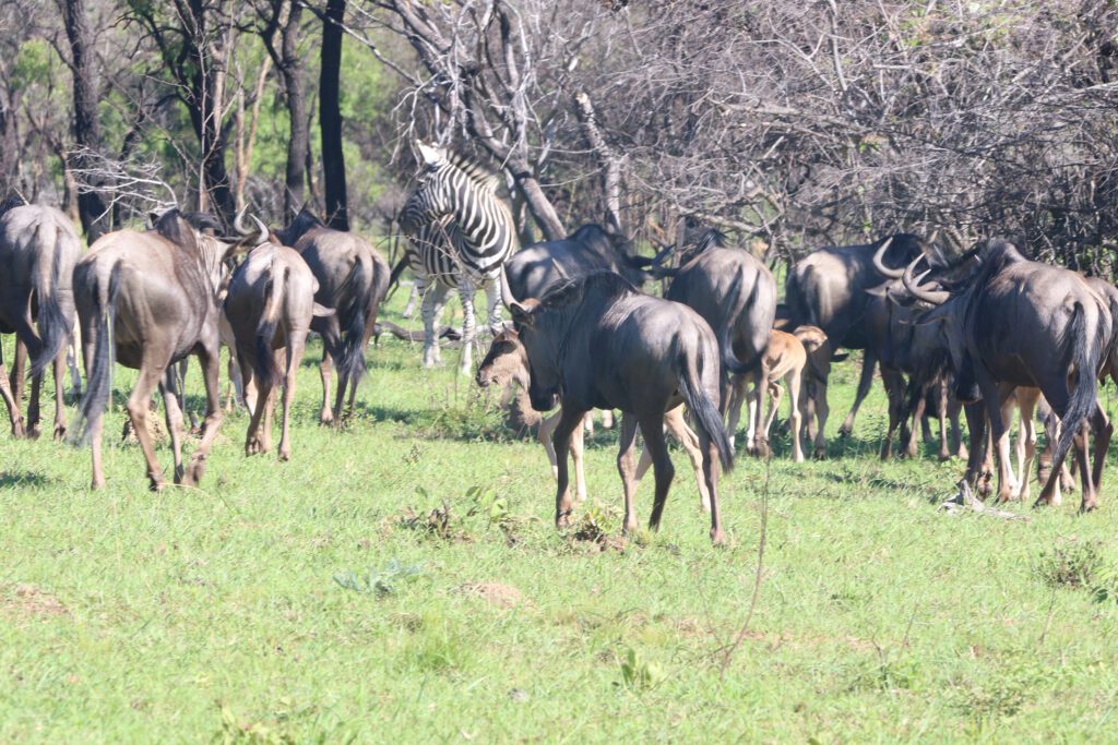 Mabula Game Lodge News Mabula Game Lodge News
