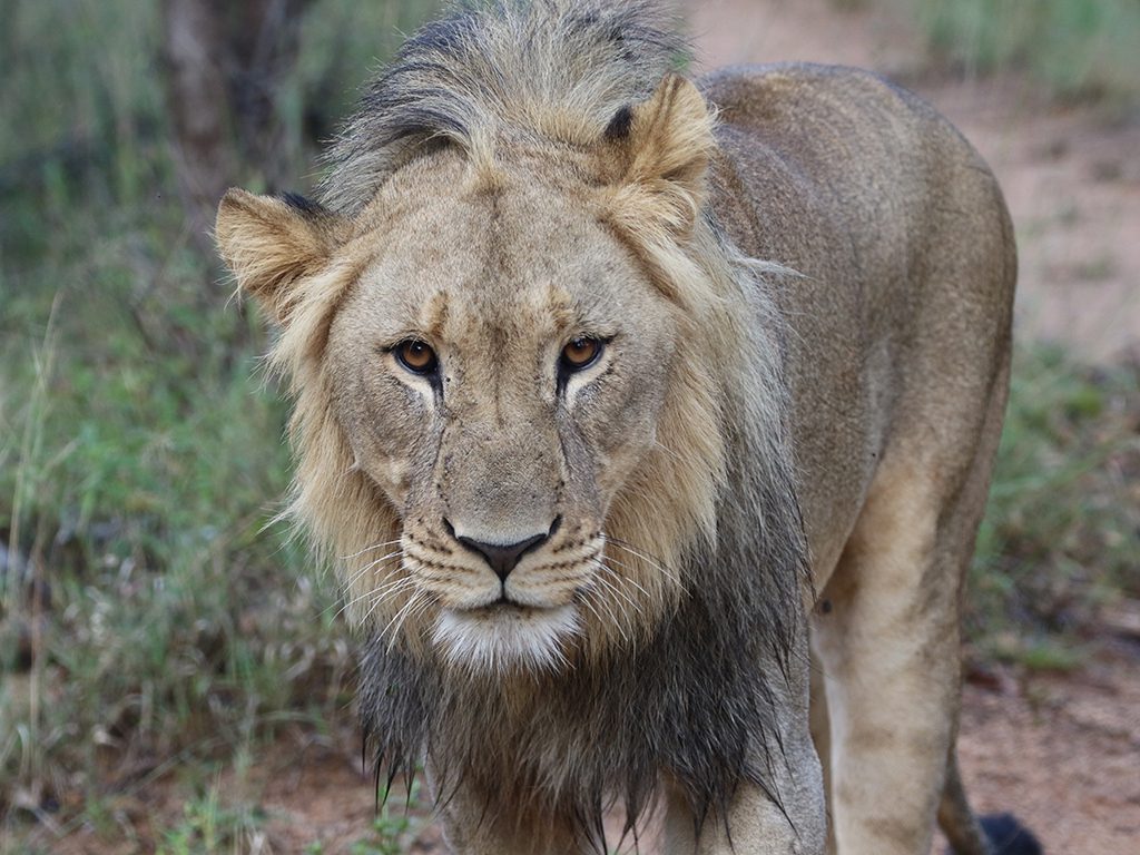 Mabula Newsletter March Mabula Newsletter March