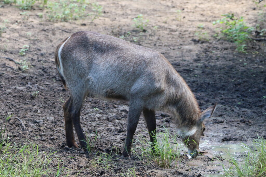 POA POA