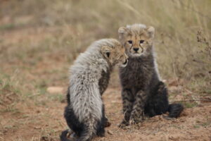 Mabula Guide News July ()