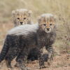Mabula Guide News July ()