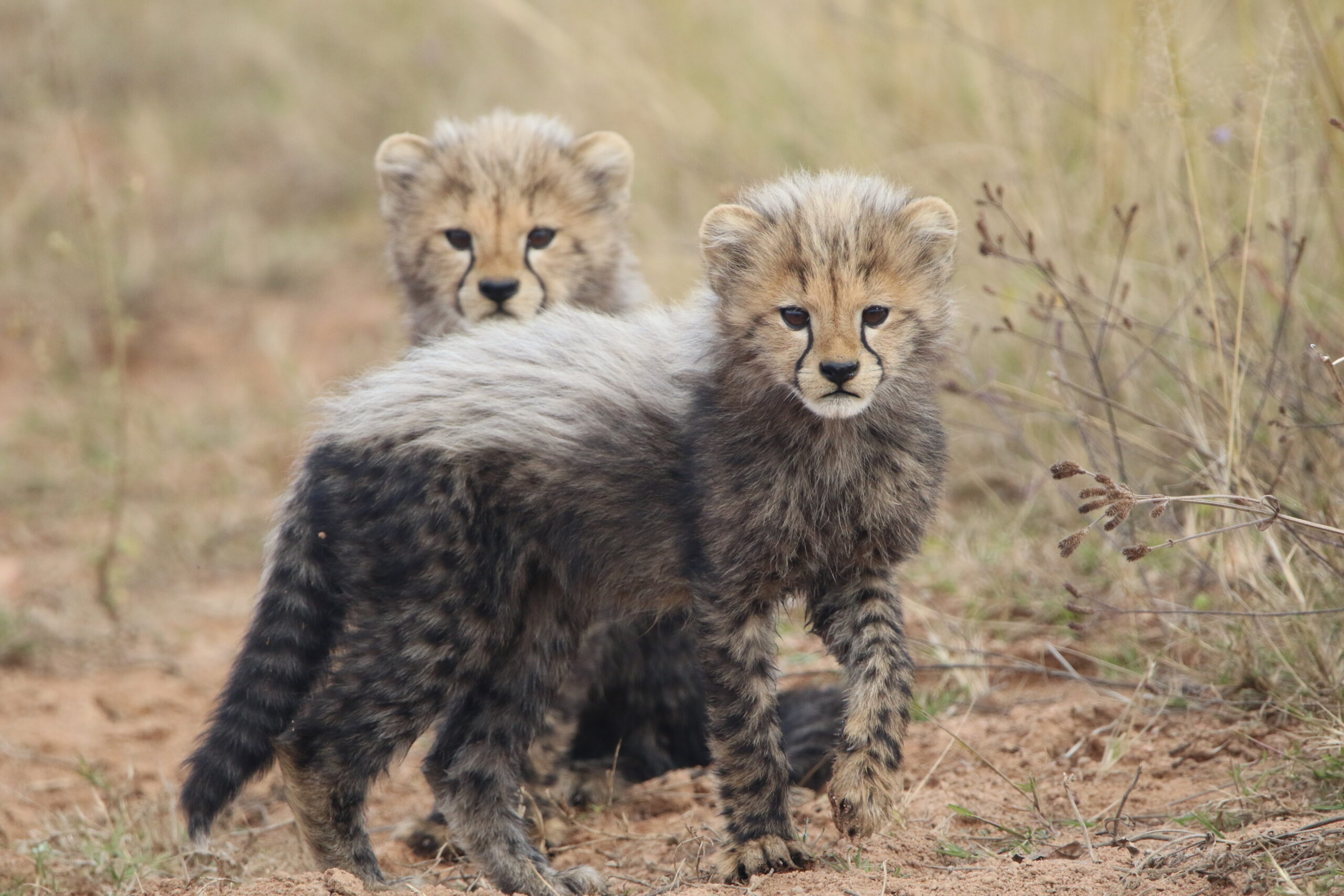 Mabula Guide News July ()