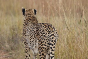Mabula Guide News July ()