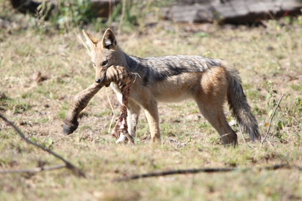 Mabula Guide News July () Mabula Guide News July ()