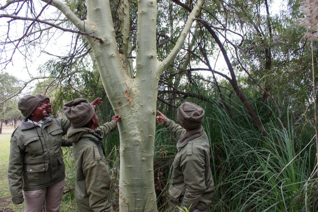 Mabula Guide News July () Mabula Guide News July ()
