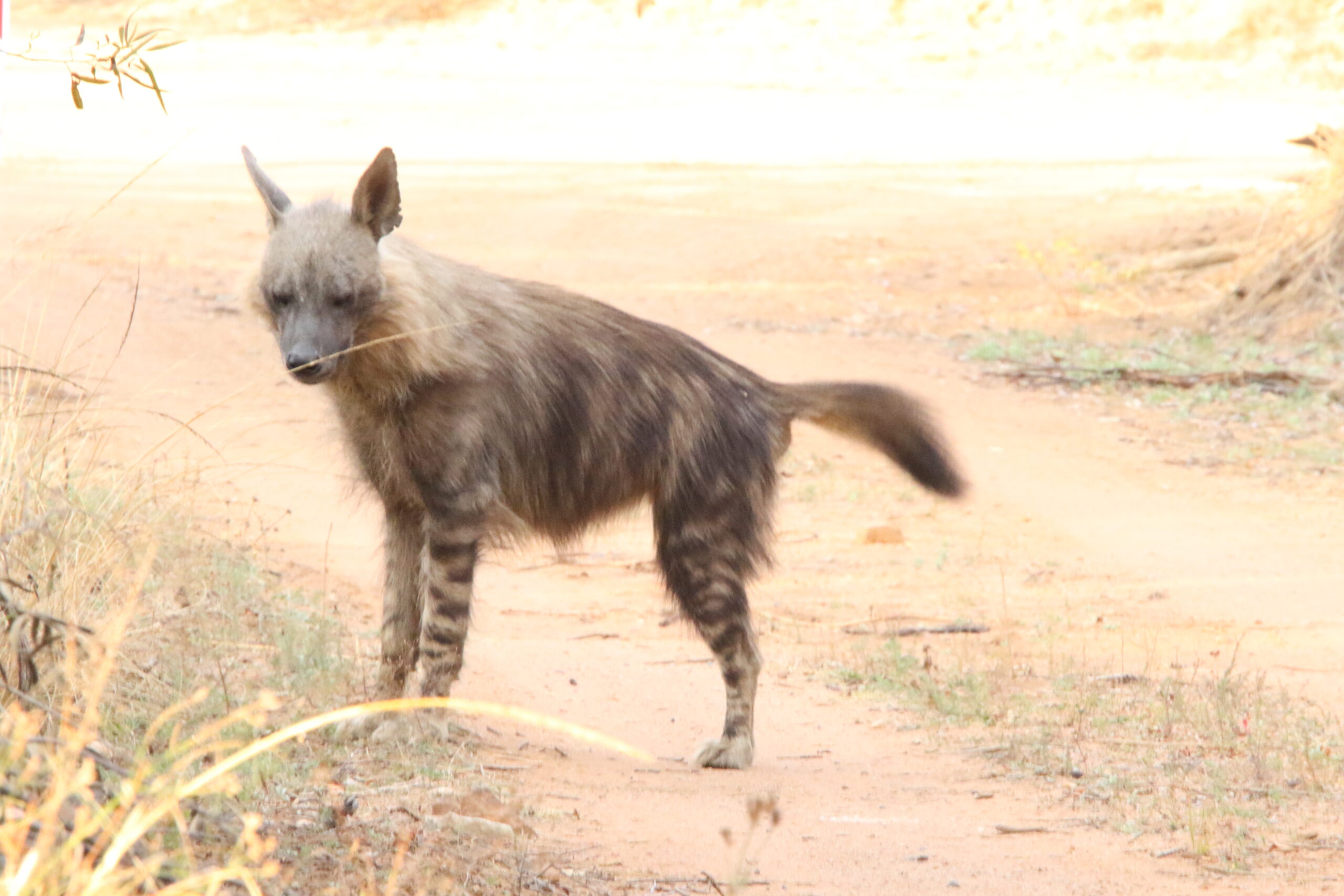 Aardwolf near its den on Reginald Plain at Mabula Game Reserve