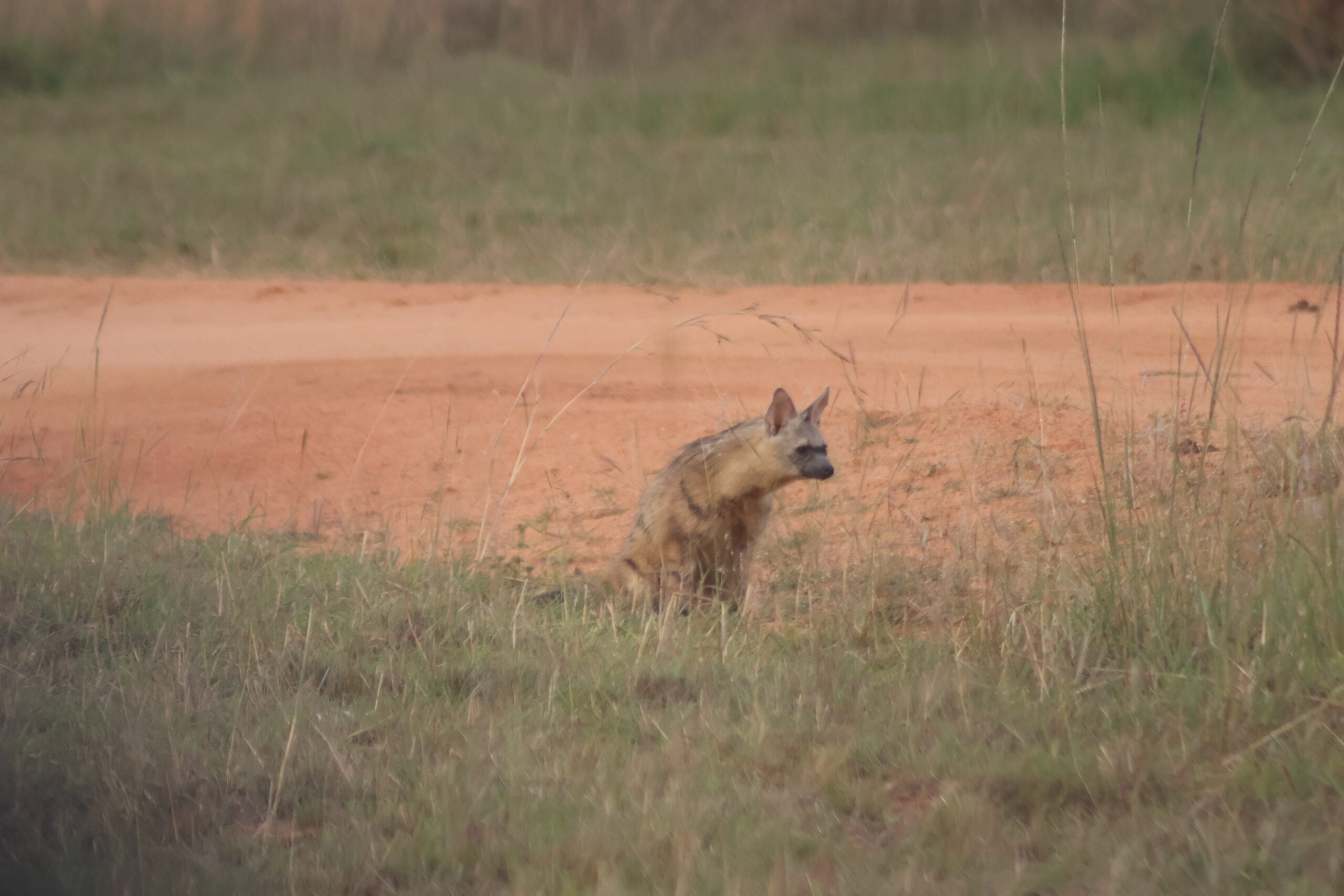 Brown hyena approaching cheetahs at Mabula Game Reserve