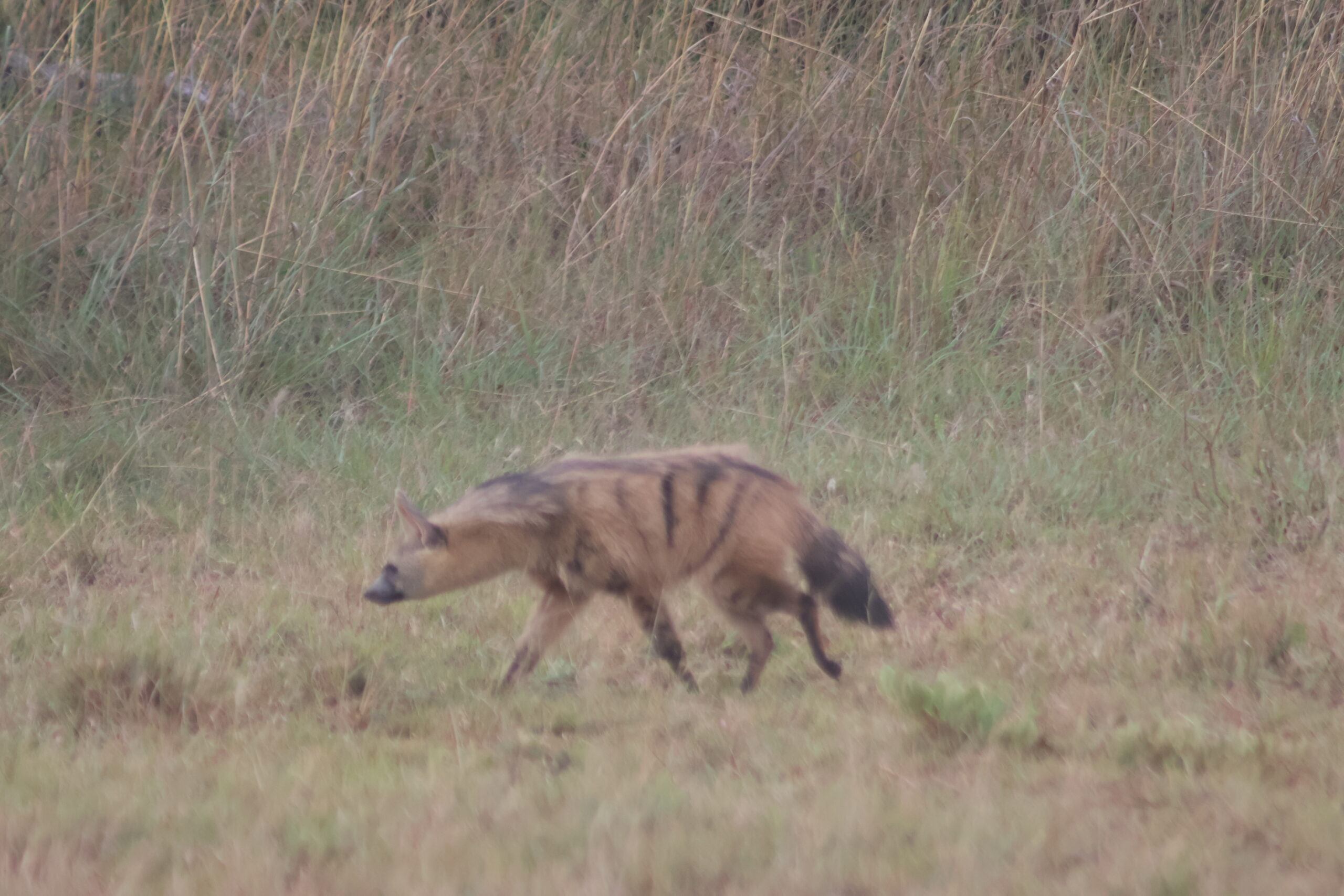 Brown hyena walking across the Mabula landscape