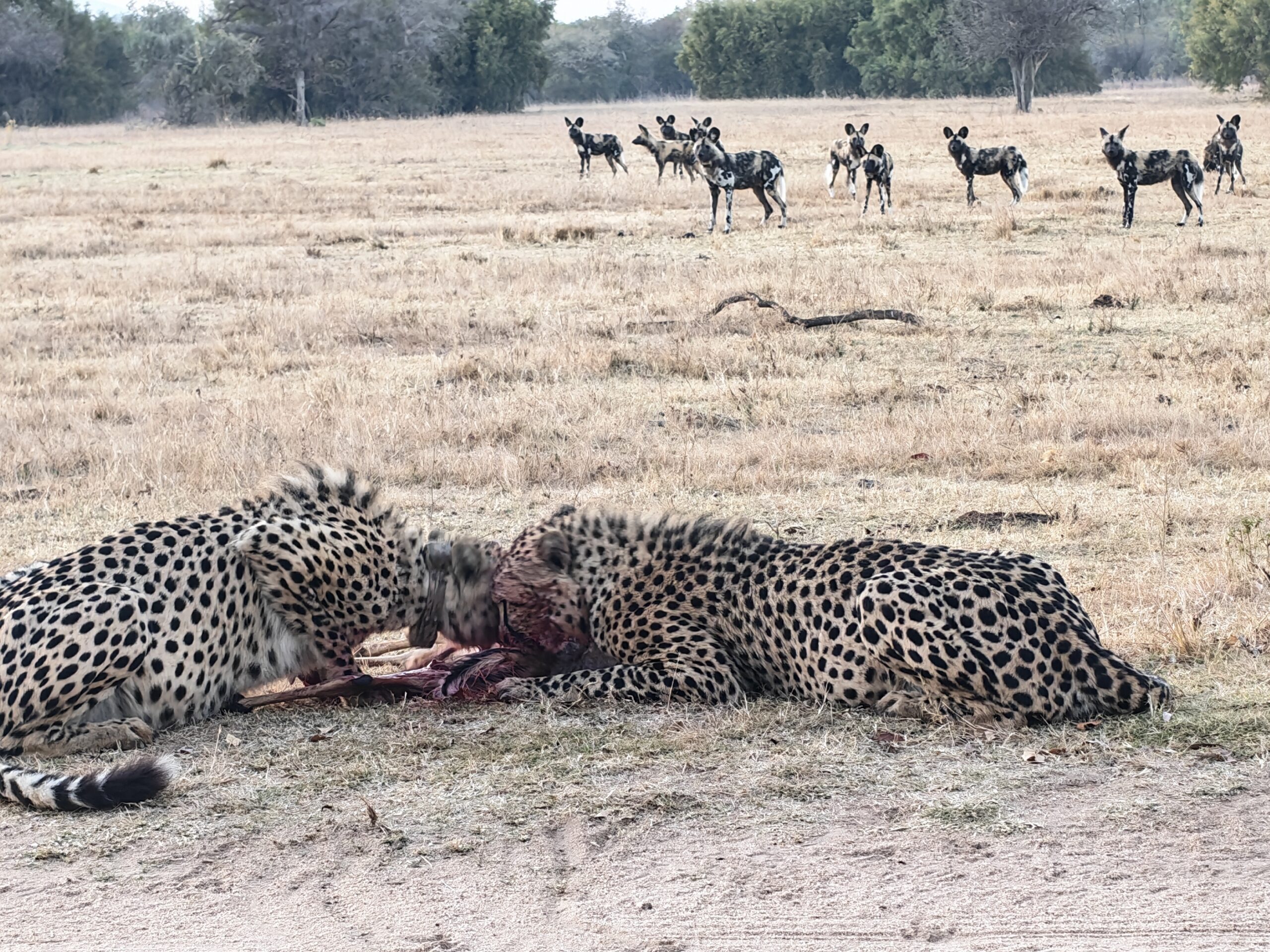 Katlego and Isago cheetah coalition at Mabula Game Reserve